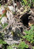 Lycosa sp.