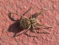 Hogna radiata