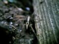 Alopecosa sp.