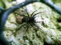 Pardosa sp.