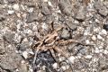 Lycosa sp.