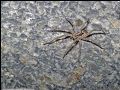 Hogna radiata