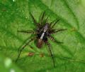 Pardosa lugubris (gr.)