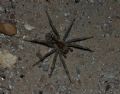 Allocosa oculata
