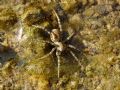 Arctosa similis