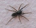 Aulonia albimana
