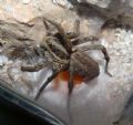 Hogna radiata