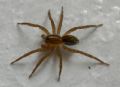 Pirata sp.