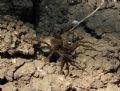 Pardosa sp.