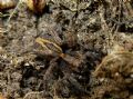 Alopecosa sp.