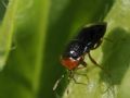 Geocoris erythrocephalus