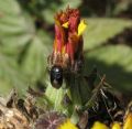 Geocoris erythrocephalus