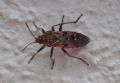 Spilostethus pandurus