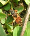 Eremocoris abietis