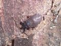 Gastrodes grossipes