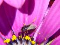 Geocoris megacephalus