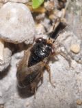 Geocoris pallidipennis cf