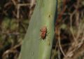 Spilostethus pandurus