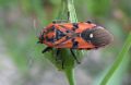 Spilostethus pandurus