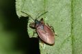 Gastrodes grossipes