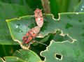 Spilostethus pandurus