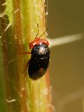 Geocoris erythrocephalus