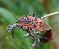 Spilostethus pandurus