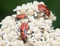 Spilostethus saxatilis