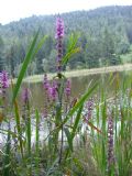 Lythrum salicaria