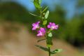 Lythrum junceum