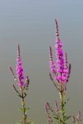 Lythrum salicaria