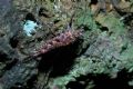 Machilis sp.