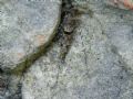 Machilis sp.