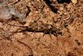 Lepismachilis y-signata