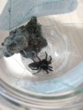 Macrothele sp.