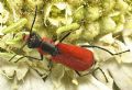 Malachius coccineus