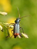 Malachius australis