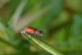 Clanoptilus rufus