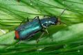 Clanoptilus sp.