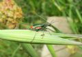 Malachius australis