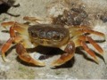 Malacostraca