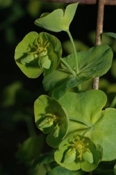 Euphorbiaceae
