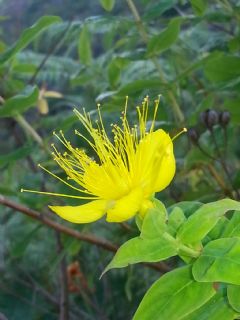 Hypericaceae