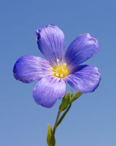 Linaceae
