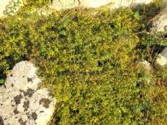 Phyllanthaceae
