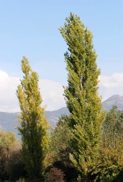 Salicaceae