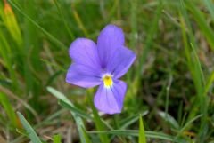 Violaceae