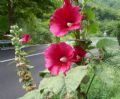 Alcea rosea