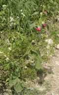 Alcea rosea