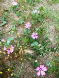 Malva trimestris